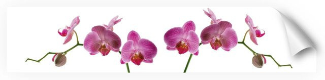Myspotti Küchenrückwandfolie Orchidee Pink Selbstklebend B: 280 cm, H: 60 cm - Bild 1