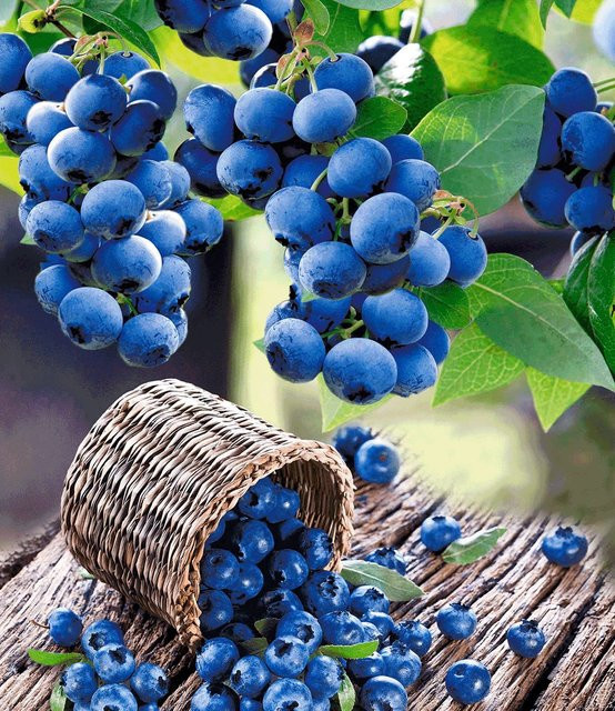 Heidelbeere Hortblue® - Bild 1