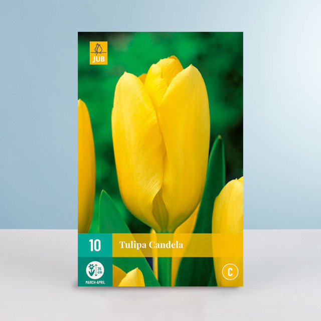 Tulpenzwiebeln Fosteriana Tulpe Candela von BLUME2000, 10 Stück für das Frühlingsbeet oder den Blumenkübel - Bild 1