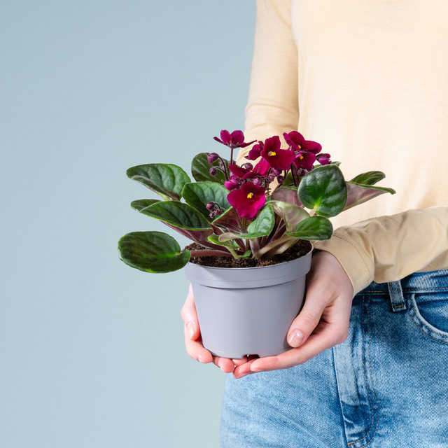Usambaraveilchen von BLUME2000 in Lila - Bild 1