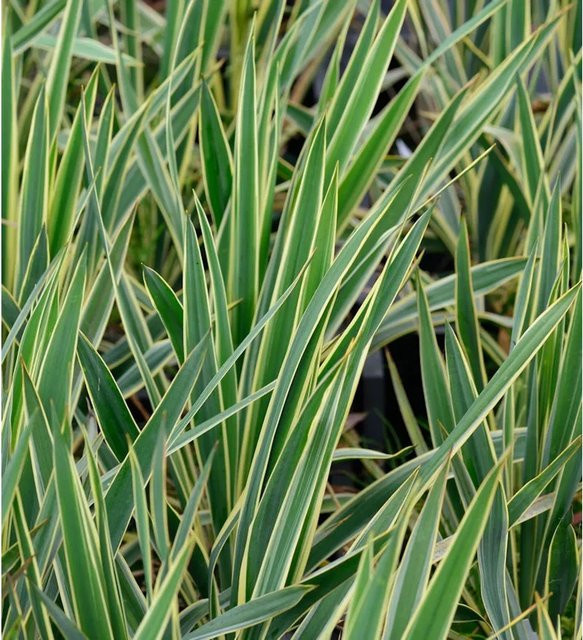Yucca filamentosa Palmlilie Bright Edge in Grün und Blaugrün - Bild 1