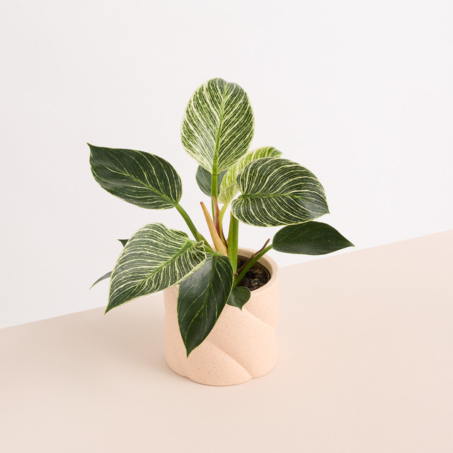 Keramik Übertopf Green Living in Orange mit spiralförmiger Struktur, Höhe: 12,5 cm, Breite: 12,5 cm, Tiefe: 10 cm - Bild 1