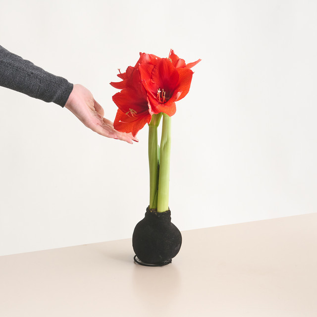 Amaryllis von BLUME2000 in Schwarz mit Samtoptik aus Wachs für deine Weihnachtsdeko - Bild 1