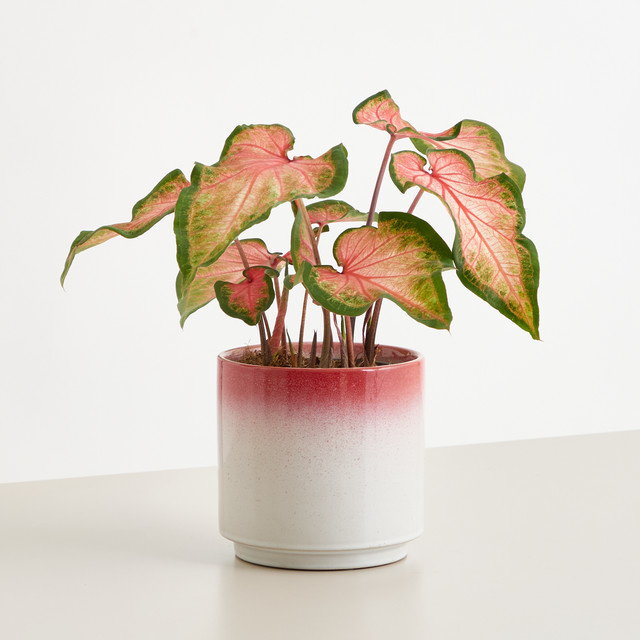 Calladium Love Keramik-Tischtopf von BLUME2000 in Pink und Grün, Höhe: 40,0 cm - Bild 1