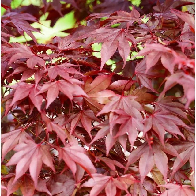 Fächerahorn Fireglow Acer palmatum rot, Höhe: 125-150 cm - Bild 1
