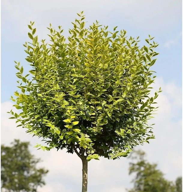 Gold Liguster Ligustrum ovalifolium Hochstamm von Nr-01.de, Höhe: 125 cm, Gold-Gelb-Grün - Bild 1