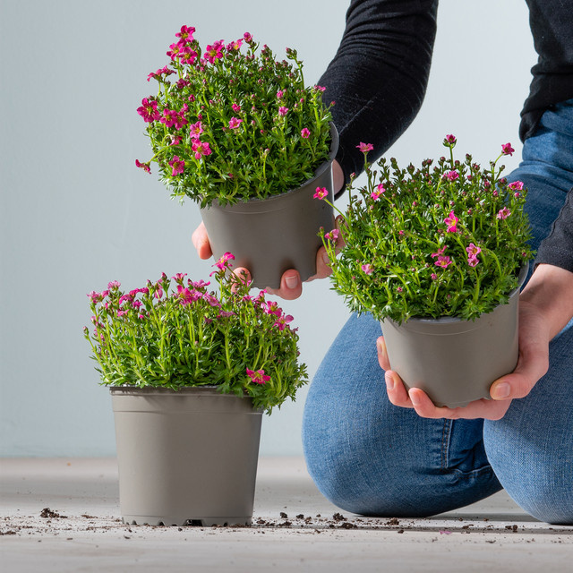 3er Set Steinbrech Rot Saxifraga Stauden von BLUME2000 - Bild 1