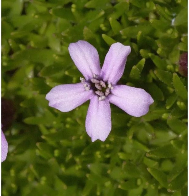 Silene acaulis Stengelloses Leimkraut Floribunda als mehrjährige Gartenpflanze im Topf - Bild 1
