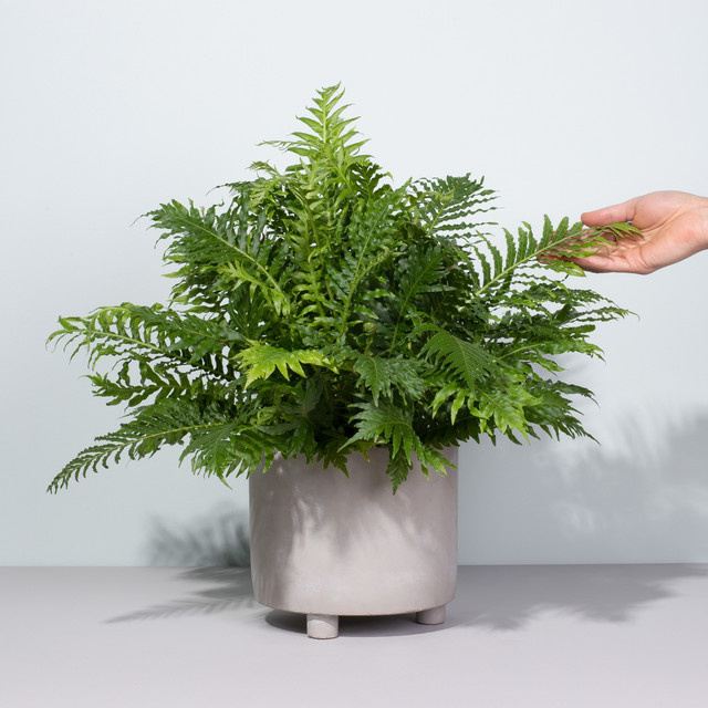 Rippenfarn Silver Lady Blechnum von BLUME2000 in Silber und Grün - Bild 1