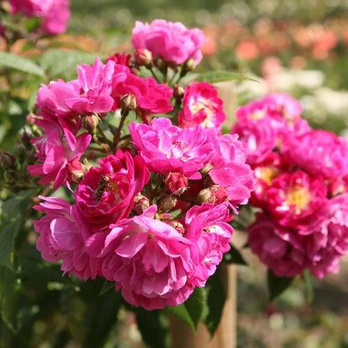 ROSEN TANTAU Blühpflanze Perennial Blue, mehrjährige Strauchrose in Rosa und Violett für den Garten - Bild 1