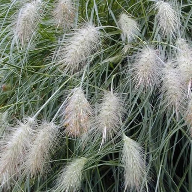 6er Set Arborix Federborstengras Pennisetum villosum in 9cm Töpfen mit weichen Blütenähren, mehrjährig, grün-weiß-violett - Bild 1