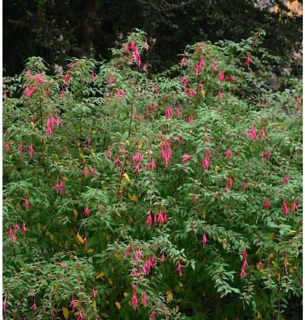 Phygelius rectus African Queen Kapfuchsie in Pink als mehrjährige Pflanze im Topf - Bild 1