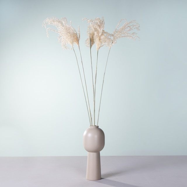 Mini Pampasgras von BLUME2000 in Beige und Weiß, 5 Stiele als Naturprodukt für den Tisch, Höhe: 80 cm - Bild 1