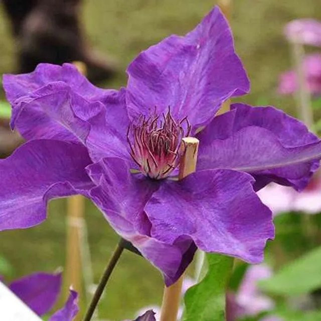 Großblumige Clematis Waldrebe The President in Lila von Arborix im Container - Bild 1