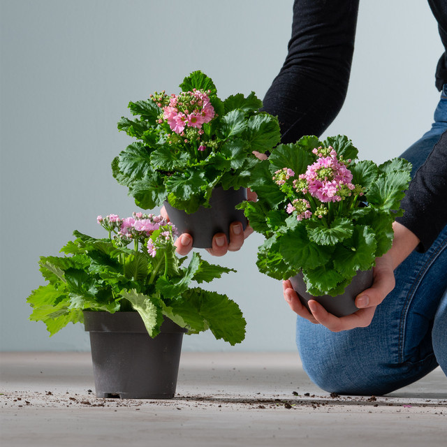 3er Set Primula malacoides Fliederprimeln von BLUME2000 als Zimmerpflanze - Bild 1
