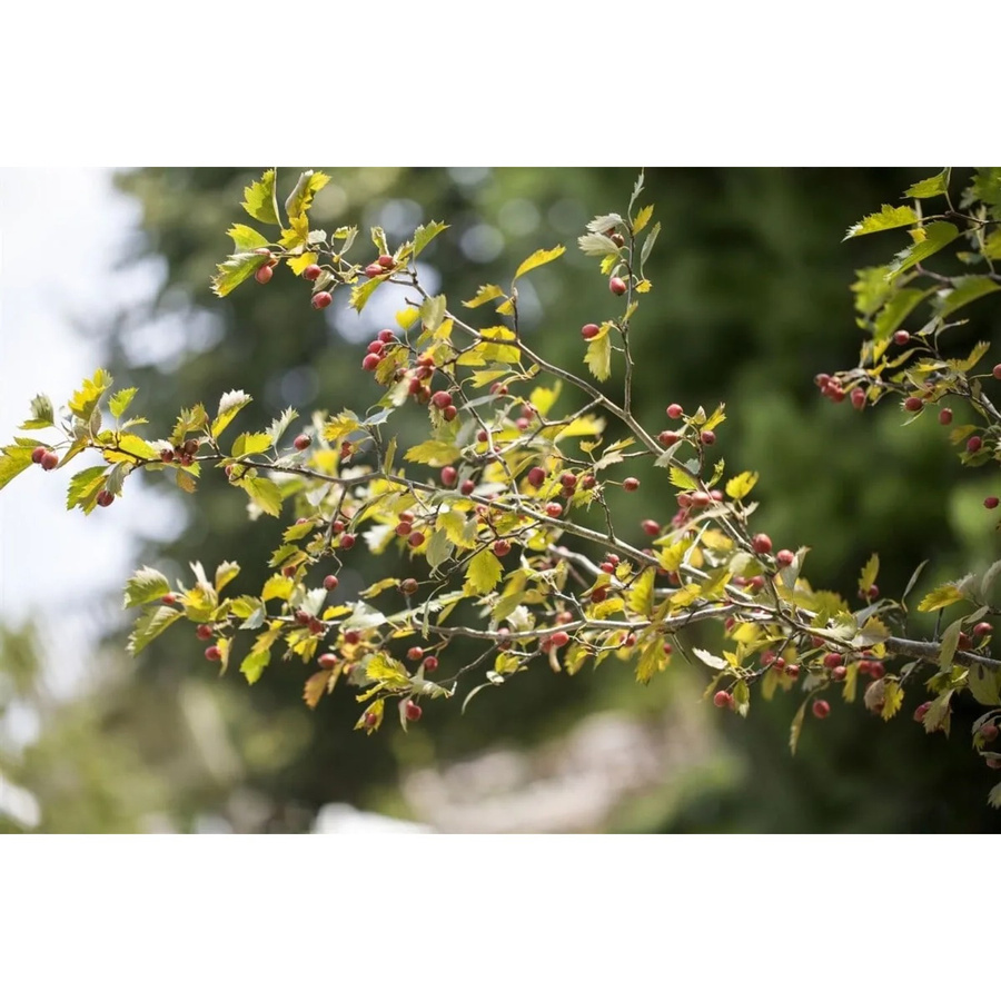 Crataegus monogyna Einzelfruchtige Weißdorn Pflanze von Pflanzen für dich, Höhe: 60-100 cm - Bild 2
