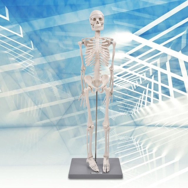 Nensit Skelettmodell mit Ständer, 85 cm, Werkzeug für biologische Experimente - Bild 1