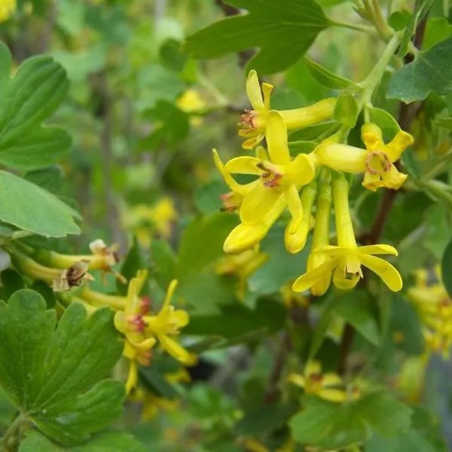 Arborix Duft-Johannisbeere Ribes odoratum mit duftenden gelben Blüten im Container, Höhe: 50 bis 60 cm - Bild 1