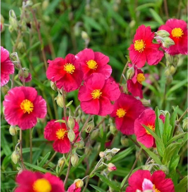 Sonnenröschen Blutströpfchen Helianthemum cultorum als pinkfarbener Bodendecker für Steingärten und Einfassungen - Bild 1