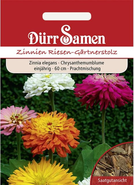 Dürr Zinnien Riesen-Gärtnerstolz Einjähriges Saatgut für Beete und Garten - Bild 1
