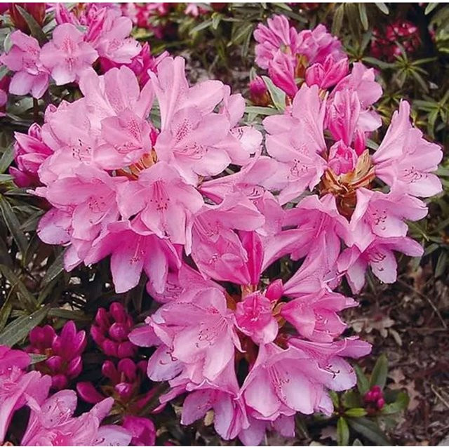Rhododendron Graziella Rhododendron pontica in Pink, Höhe: 40-50 cm - Bild 1