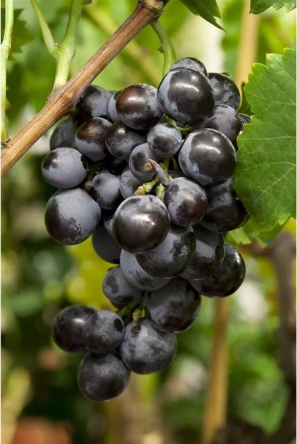 Vitis Vinifera Kernlos Blau Kletterstrauch für deinen Garten, Höhe: 80–100 cm - Bild 1