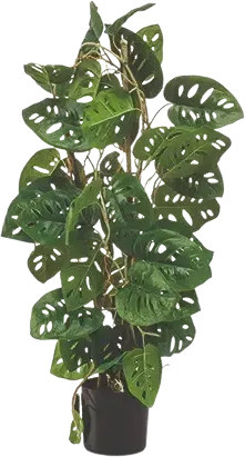 Künstliche Monstera Jonathan von Aplanta in Grün, Höhe: 75 cm - Bild 1