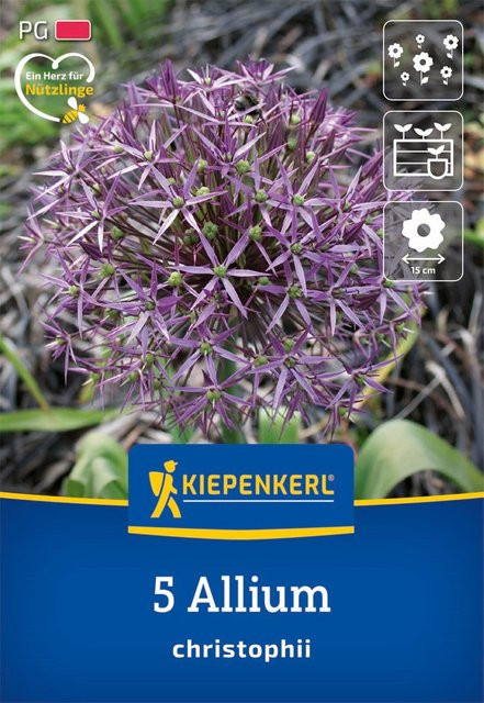 Kiepenkerl Zierlauch in Violett mit 5 Zwiebeln - Bild 1