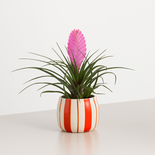 Exotic Blooms Tillandsia von BLUME2000 in buntem Keramiktopf - Bild 1