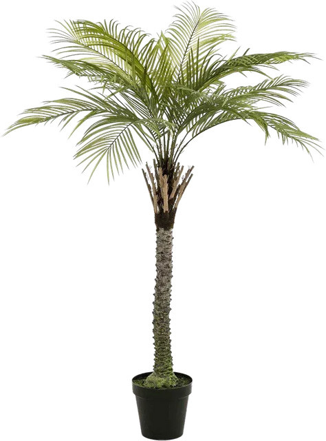 Künstliche Phoenix Palme Gisbert von Aplanta, Höhe: 260 cm - Bild 1