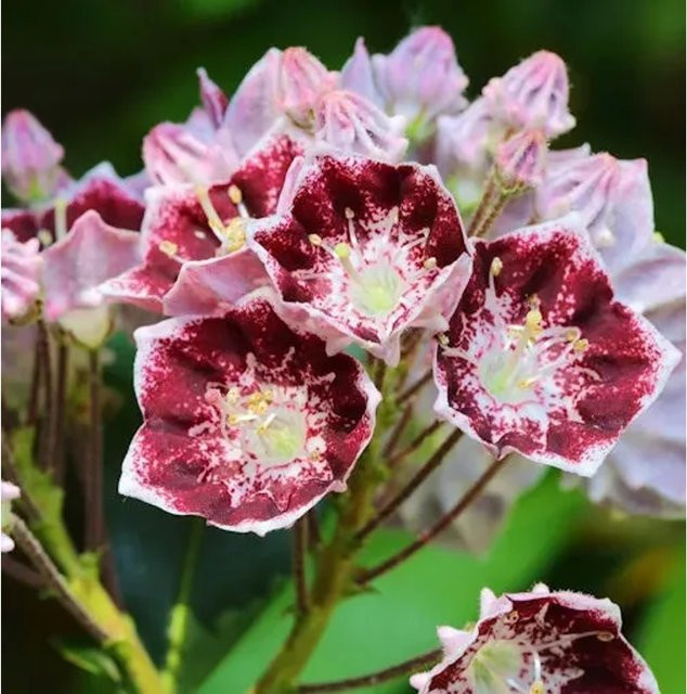 Kalmia latifolia Berglorbeer Pinwheel Zierstrauch für den Garten - Bild 1