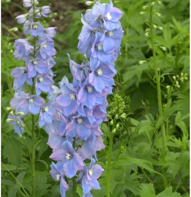Blauer Hoher Rittersporn Delphinium elatum als mehrjährige Gartenpflanze von Nr-01.de - Bild 1
