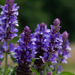 Steppen-Salbei in Violett als Dekoration für den Frühling - Bild 1