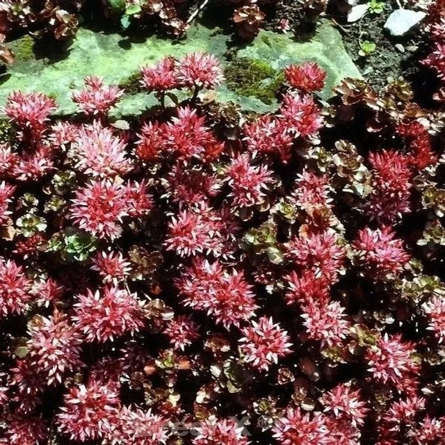 Sedum spurium Kaukasus Asienfetthenne Schorbuser Blut rote Staude als Bodendecker für Steingärten und Naturgärten - Bild 1