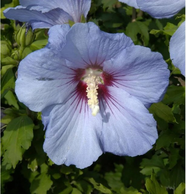 Hibiscus syriacus Blue Bird Rosen Eibisch Nr-01.de blaues Ziergehölz Höhe: 60-80 cm - Bild 1