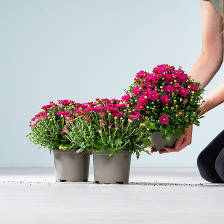 3er Set lilafarbene Chrysantheme Garden Mums von BLUME2000 als pflegeleichte Staude für Gartenbeete und Blumenkübel