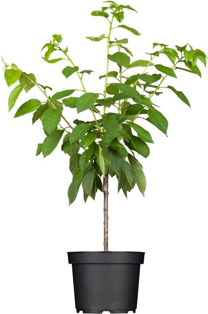 GROW by OBI Bio Süßkirsche Büttners Rote Knorpelkirsche im Topf, Höhe: 120-140 cm - Bild 1
