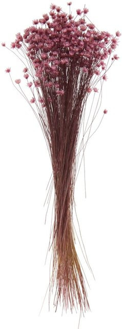 VBS Trockenblumen Rosa Pink als lose Stiele aus Naturmaterial - Bild 1