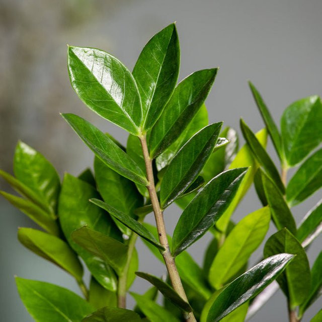 Glücksfeder Pflanze in Grün von Mein schöner Garten Shop - Bild 1