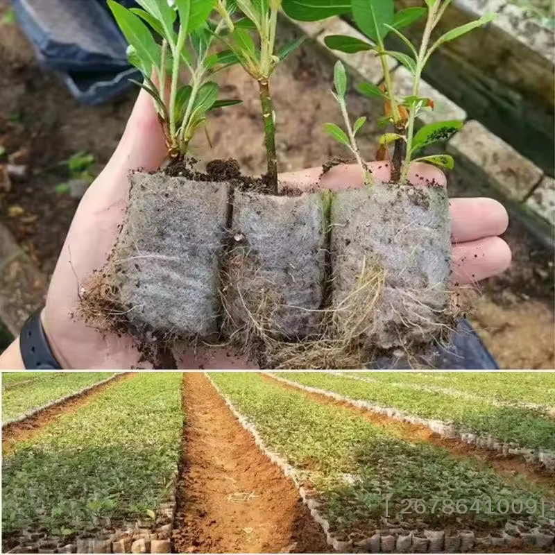 100er-Pack KuZHEN Pflanztöpfe aus Vliesstoff, biologisch abbaubare Pflanzbeutel für Gemüse und Blumen - Bild 5