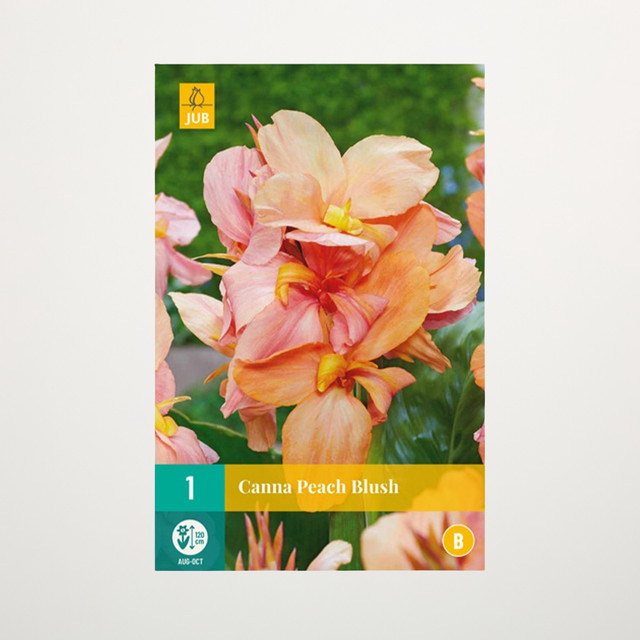 Canna Peach Blush Knolle für Blumenbeet, Kübel, Balkon und Terrasse - Bild 1