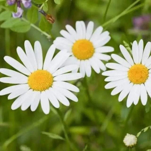 Weiße Gartenmargerite Leucanthemum vulgare von Nr-01.de - Bild 1