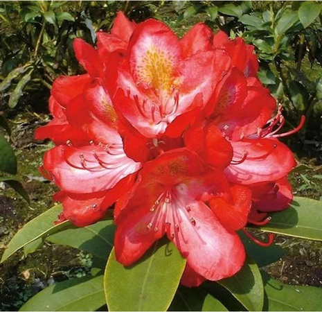 INKARHO Rhododendron Junifeuer Alpenrose als großblumiger Zierstrauch in Rot, Höhe: 30-40 cm