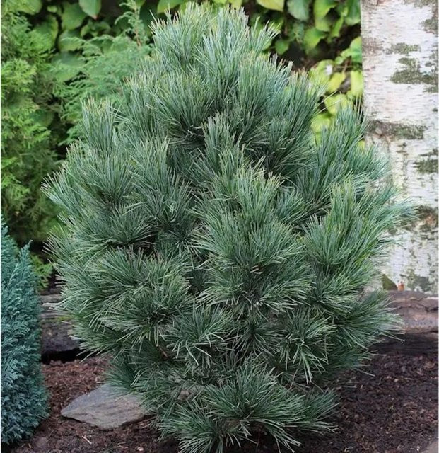 Zirbelkiefer Pinus cembra Baum für den Garten, Höhe: 40-50 cm - Bild 1