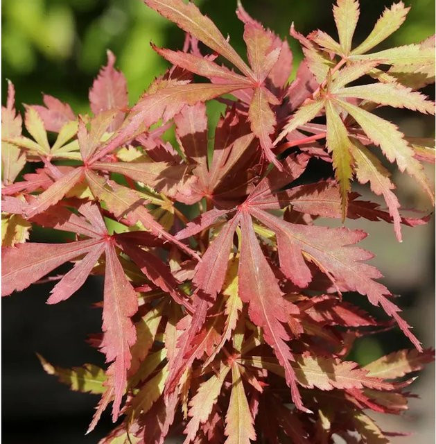 Fächerahorn Jerre Schwartz Acer palmatum rot, Höhe: 100-125 cm - Bild 1