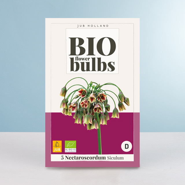 BIO Sizilianischer Honiglauch, 5 Zwiebeln - Bild 1