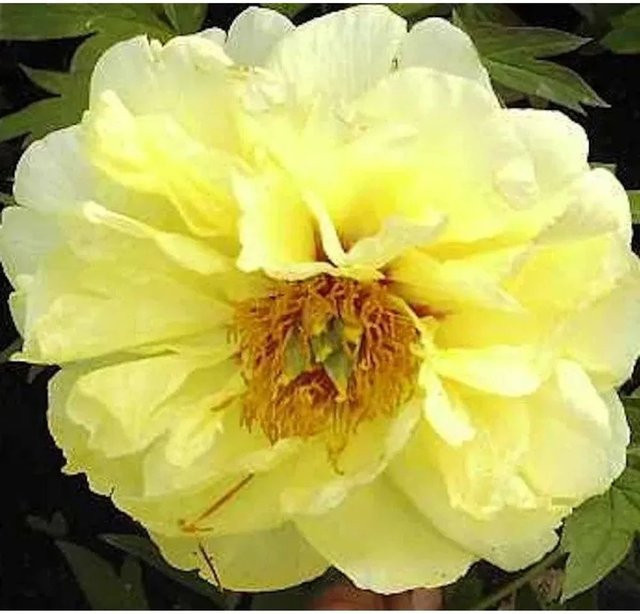 Strauchpfingstrose High Noon Paeonia suffruticosa in Orange und Gelb - Bild 1