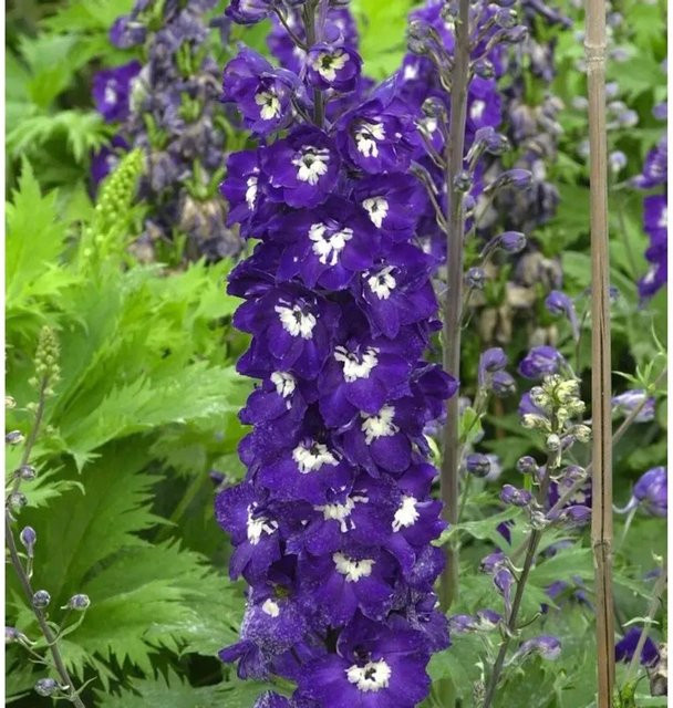 Hoher Rittersporn Elmfreude Delphinium elatum in Lila von Nr-01.de als mehrjährige Gartenpflanze - Bild 1