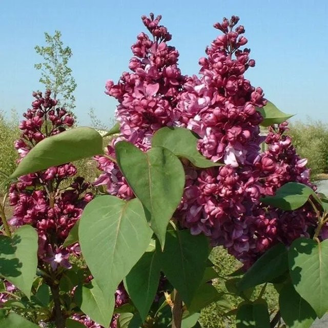 Duftender Flieder Mrs Edward Harding Syringa vulgaris von arborix als Zierstrauch im Container, Höhe: 40 bis 60 cm - Bild 1