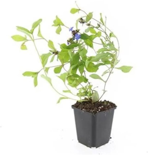 Exotenherz Set mit 60 Chinesischer Bleiwurz Ceratostigma Plumbaginoides Bodendecker in 9cm Töpfen - Bild 1